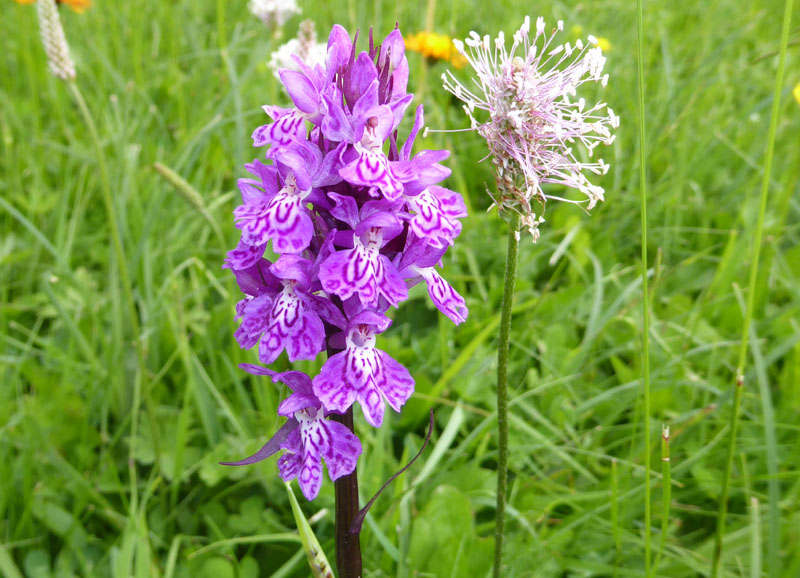 quale Dachtylorhiza ?......Passo Staulanza